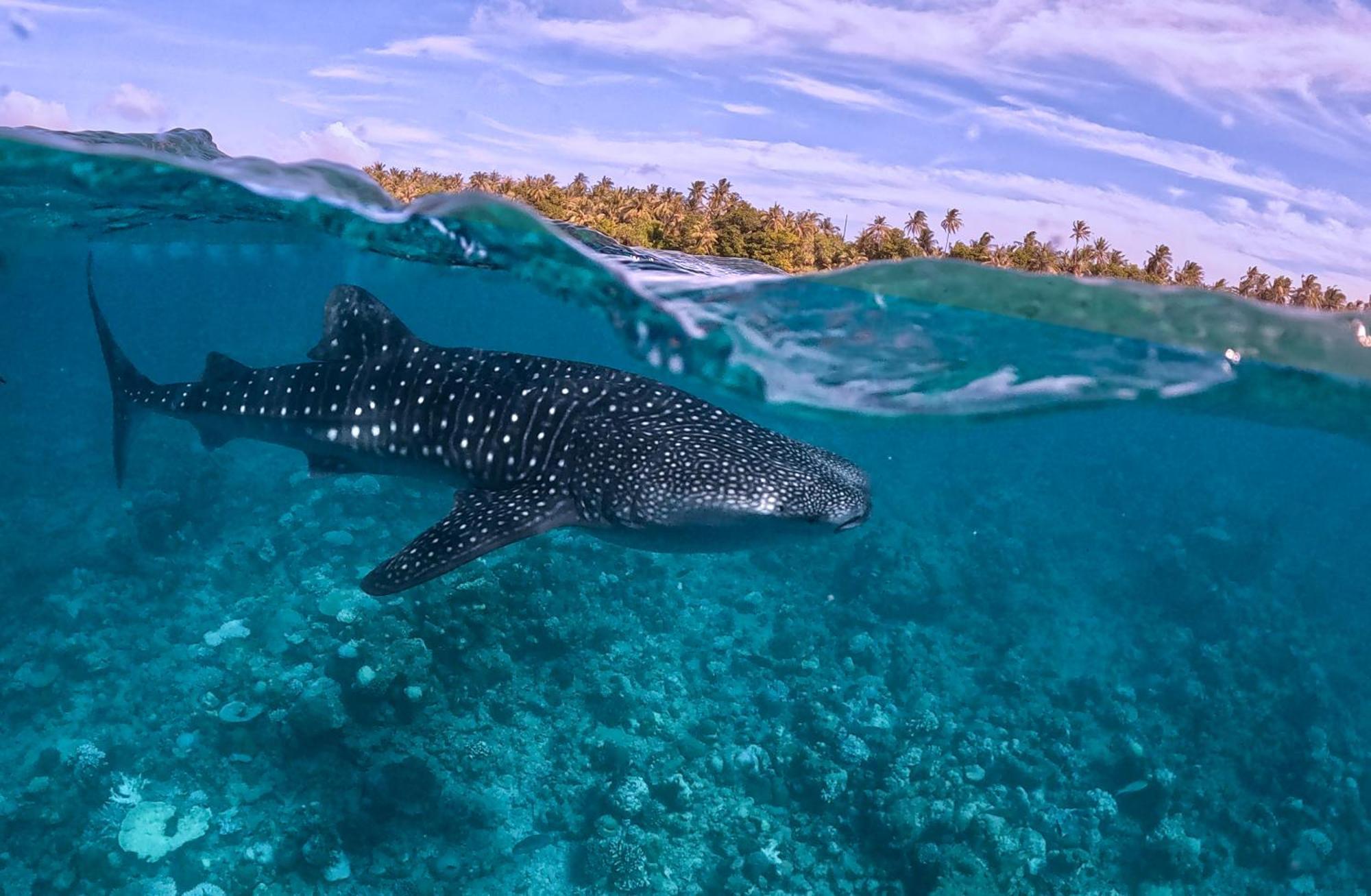 Sands Grand Dhigurah  Eksteriør billede